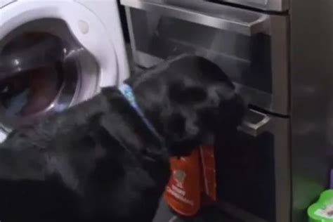 Hilarious Moment Crafty Dog Opens Oven And Steals Whole Chicken On New