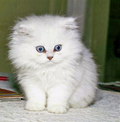 Angora Kitten Picturespng 2 Comments
