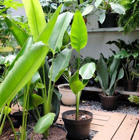 7 Tempat Jual Tanaman Hias Murah Terbaik di Jabodetabek