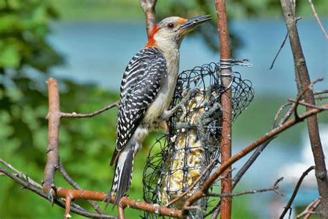 9 Species Of Woodpeckers In New York Bird Feeder Hub