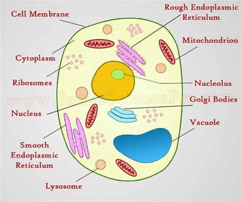 Maybe you would like to learn more about one of these? plant and animal cells not labeled - Google Search ...