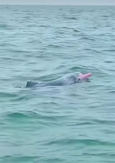 Rare Pink Dolphin Spotted At The Coast Of Louisiana Bored Panda