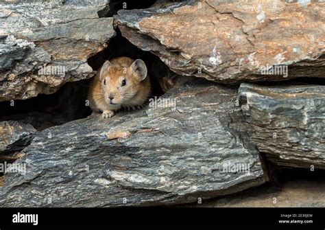 Steppe Rodent Hi Res Stock Photography And Images Alamy