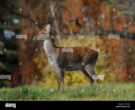 A Young Manchurian Sika Deer On The Lookout And On Guard Stock Photo