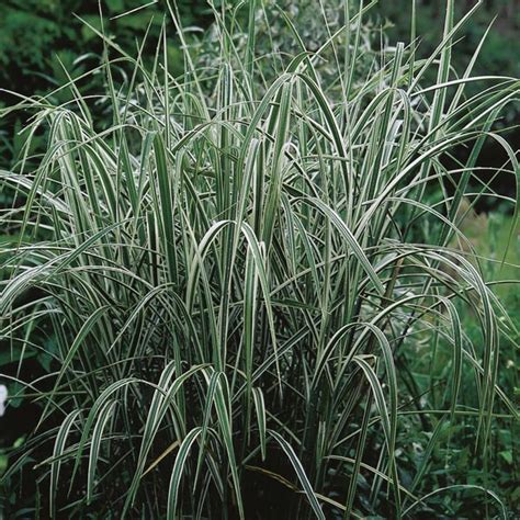 Giant reed occurs occasionally in central and northern illinois, while in the southern part of the state it is uncommon (see distribution map). Variegated Giant Reed Grass (Arundo donax var. versicolor ...