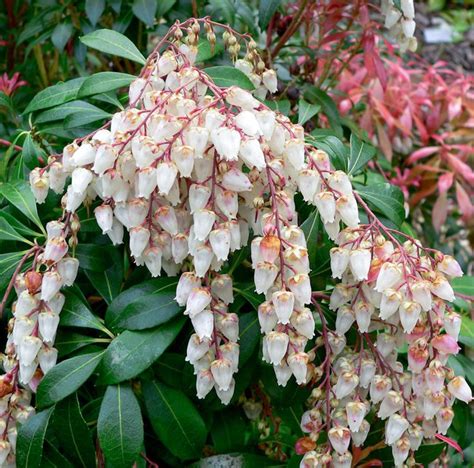 Japanese Pieris How To Grow And Care For Japanese Pieris Shrubs