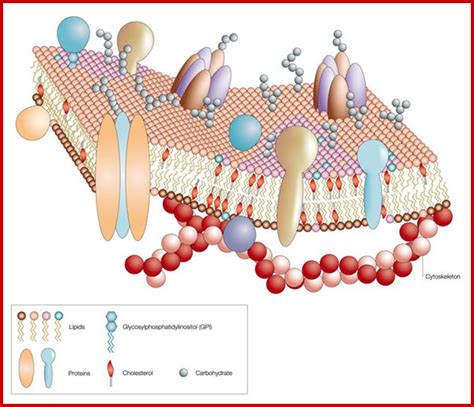 How do cdks control the cell cycle? Plant Cell Membrane