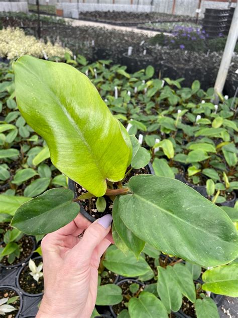 Philodendron Jungle Fever Green 45 Pot Little Prince To Go