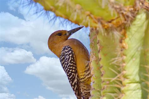 The saguaro cactus produces a hard casing around the new scar tissue called callus, which seals off the hole from the rest of the plant. De Cactus Van Saguaro En De Boom Van De Pijnboom Onder Een ...