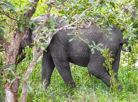 Big Five African Elephant Kruger National Park Safari South Africa