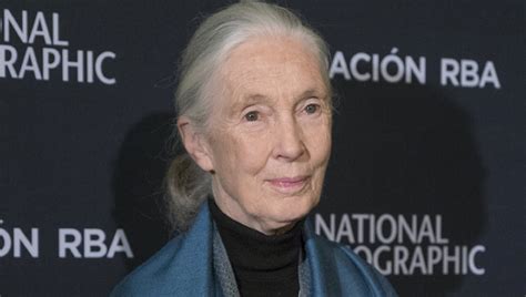Sus resultados cambiaron la historia de la ciencia para. Jane Goodall | Biography, News and Photos | Contactmusic.com