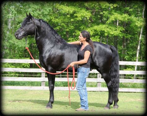 Looks Like A Male Version Of My Morgan Amelia Rip Morgan Horse The