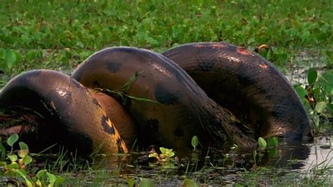 Insane Enormous Anaconda Swallows Whole Buffet Sized Capybara