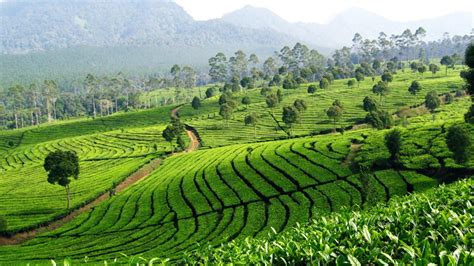 Hamparan kebun teh yang luas tentu memberikan suguhan pemandangan yang sangat indah ditambah udaranya sangat sejuk. √ Harga Tiket Masuk Ciwangun Indah Camp Bandung