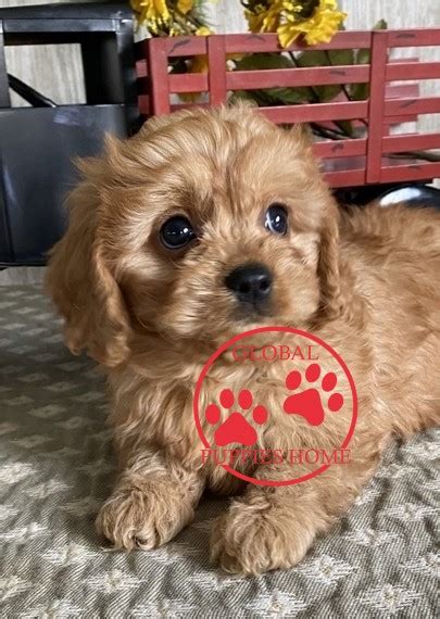 I decided to add best cavapoo breeders to the list because they ensure that all their puppies come with a clean bill of health! Cavapoo Puppy For Sale - Puppy Adoption - Global Puppies Home