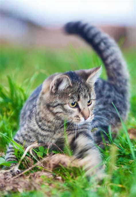 Young Cat On Hunting Grass Stock Photo Image Of Domestic 54128456