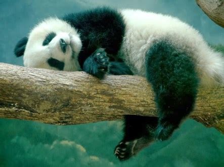 Check spelling or type a new query. Gambar Panda Hitam Putih Terbaru Terlengkap Untuk Anak