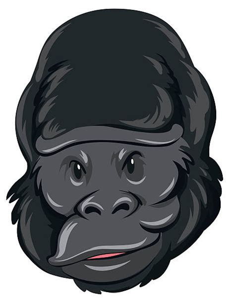 Silverback Gorillas Clip Art Illustrations Royalty Free Vector