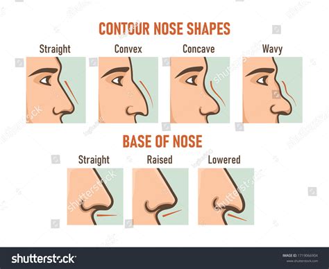 How To Contour Different Nose Shapes Exactly How To Contour Every