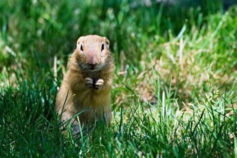 How To Remove Gophers Naturally
