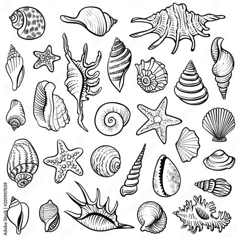 Sea Shells Vector Line Set Black And White Doodle Illustrations Stock