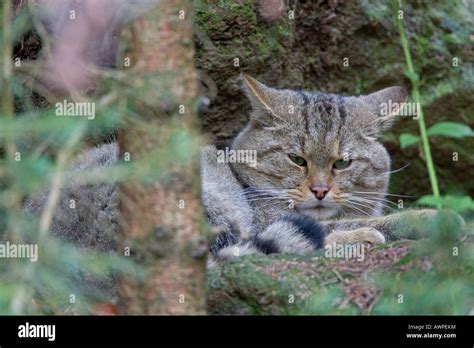 Tierwelt Nationalpark Tiere Hi Res Stock Photography And Images Alamy