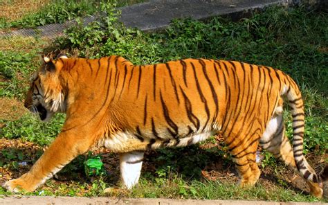 Royel Bengal Tiger Save The Sundarban And South West Bangladesh