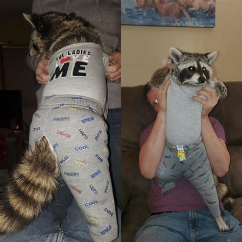 american raccoon wearing clothes : aww