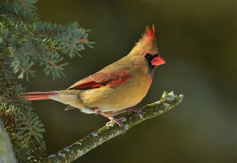 Fond Décran Oiseau Cardinal Dhiver Cardinal Northerncardinal