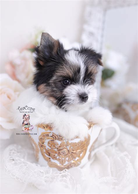 Akc parti yorkies, yorkie puppy, yorkshire terrier puppies. Parti Yorkie Puppies Florida | Teacup Puppies & Boutique