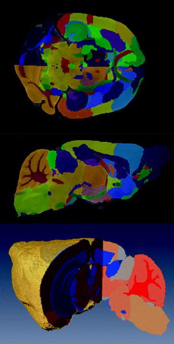 Mouse Phenotyping With Mri Radiology Key