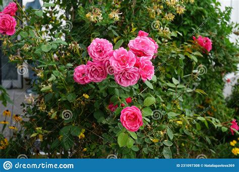 The Climbing Rose `pink Climber` Produces Dark Pink Slightly Fragrant