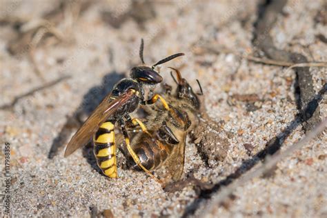 European Beewolf Or Bee Wolf Wasp Philanthus Triangulum With Honey