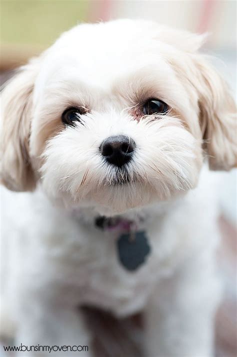 Teacup shih tzu, miniature, munchkin or dwarf, tiny teacup, tiny teacup, chinese teacup, and tiny toy shih tzu are all names that are being utilized… some young puppies are born smaller sized than expected even though their parents are the regular size. 16 best Shih Tzu hair cuts images on Pinterest | Shih tzus ...