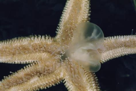 Explore The Inside Of A Sea Star Starfish Sea Sea Creatures
