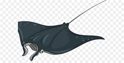 Dapatkan gambar ikan mewarnai via anekagambarmewarnai.website. Raksasa Oceanic Manta Ray, Batoids, Ikan Pari gambar png