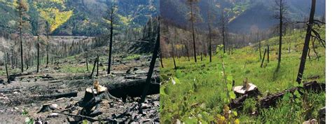Restoration And Rehabilitation Colorado State Forest Service