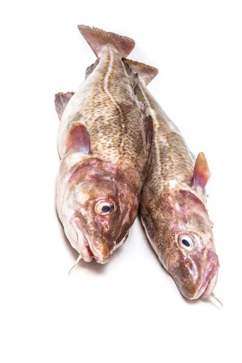 Couple Of Whole Cod Fish Stock Photo Image Of Studio 50936478