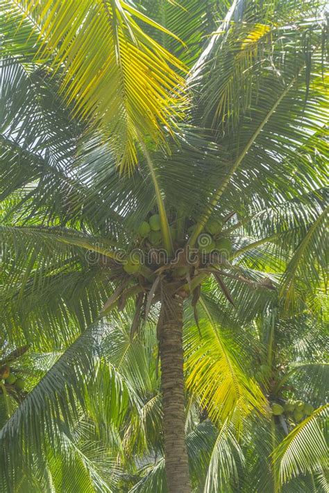 Coconut Palm Trees Perspective View In Mui Ne Binh Thuan Vietnam