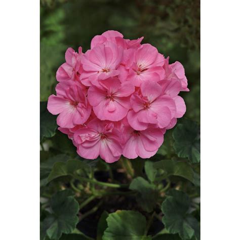 Seeds from china fake or real? Costa Farms 1 Qt. Pink Geranium Plant in Grower Pot (8 ...
