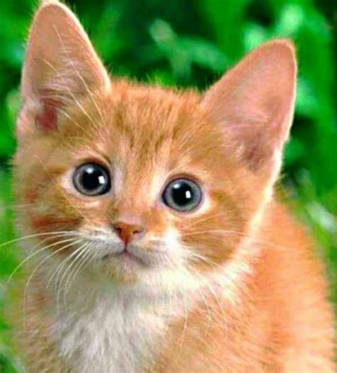 If yes then don't worry we are ready for you with the beautiful whatsapp dp photo with hd. 20 HD Beautiful & Cute Cat Images Pictures Wallpapers For ...
