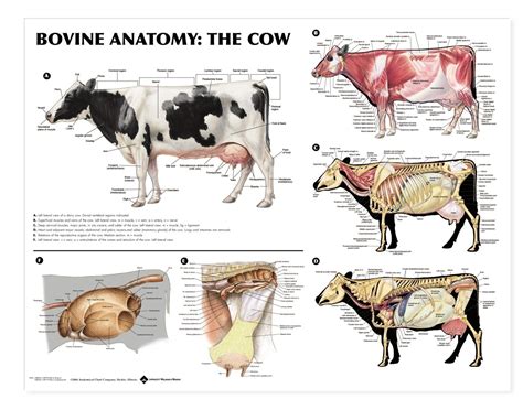 Cow Anatomy Bones Digestive System Cow Humananatomybody Large