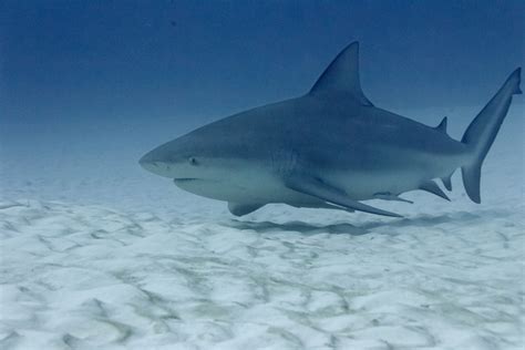 Bull Sharks Facts And Latest Photographs The Wildlife