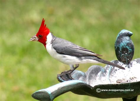 Pajaros De Jaula Y Mas Taringa