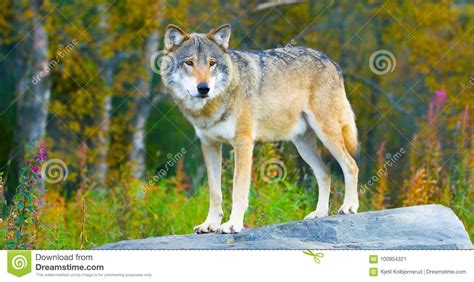 Large Male Grey Wolf Standing On A Rock In The Forest Stock Image