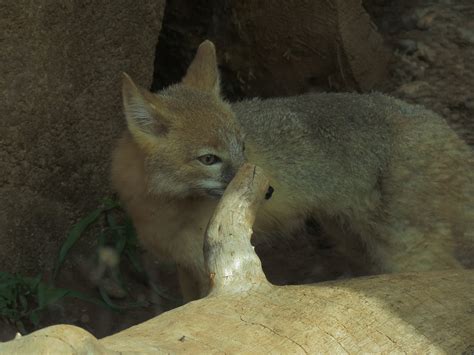 Oklahoma Trails Swift Fox Exhibit Zoochat