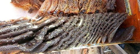 Certified, licensed and insured pest control specialists in murrieta ca. Bullseye Pest Management | Serving Quality Pest Control to DFW