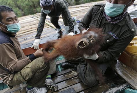 Group Works To Rescue Borneos Threatened Orangutans The Spokesman Review