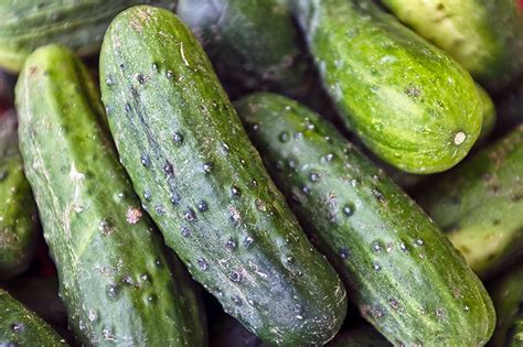 Buy Cucumber Kakadi Hybrid Seeds Poinsette 76 Nursery Nisarga