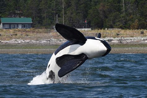 Scientists Use Whale Call Recordings To Coax Male Orca From Comox Bc